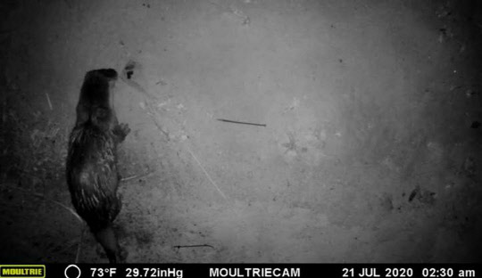 SK하이닉스가 29일 자사 뉴스룸으로 공개한 죽당천에 서식하는 수달의 모습.   <SK하이닉스 제공>